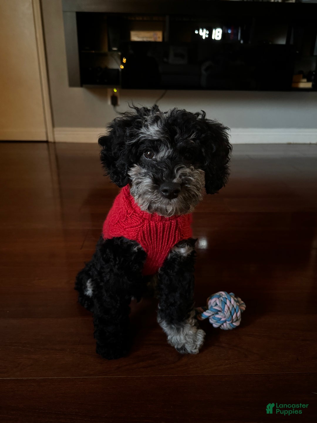 Miniature Poodle dogs for sale: Blu - Ad 3