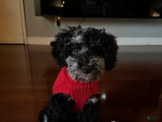 Miniature Poodle dogs Blu - Ad 3