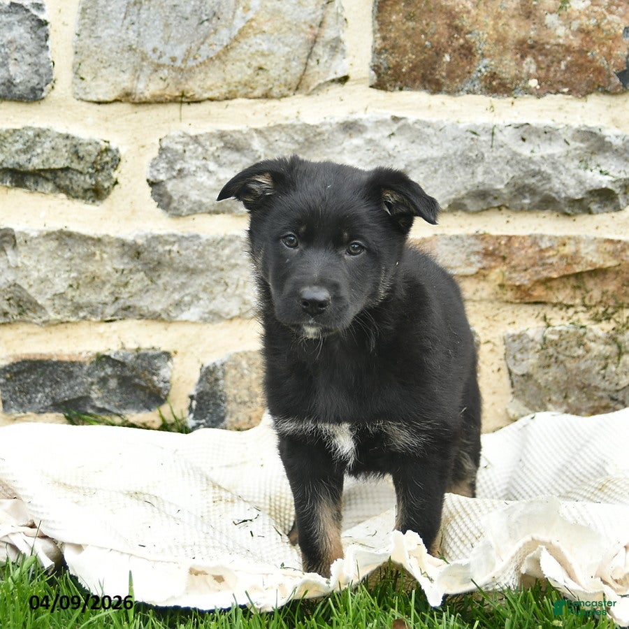 Mixed Breed dogs for sale: Cocoa  - Ad 1