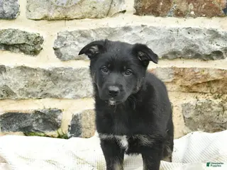 Mixed Breed dogs for sale: Cocoa - Ad 1