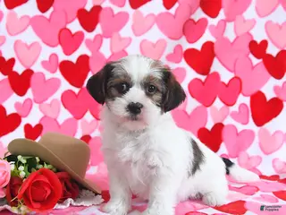 Shorkie dogs Rosie - Ad 5