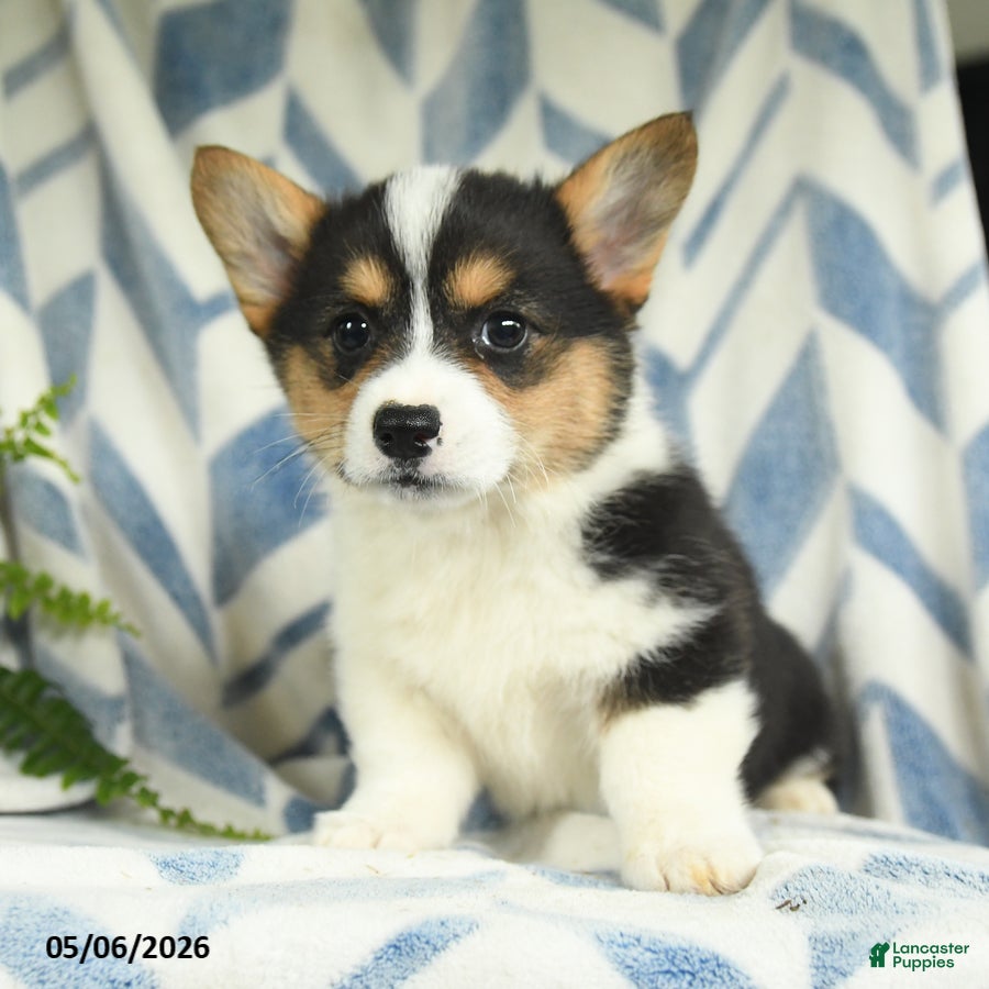 Welsh Corgi Pembroke dogs Vianna - Ad 2