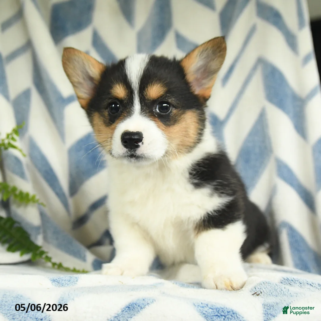Welsh Corgi Pembroke dogs for sale: Vianna - Ad 2