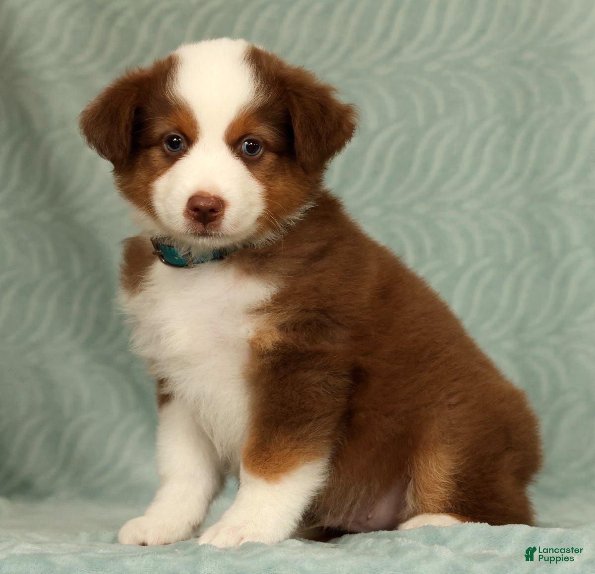 Australian Shepherd dogs Cooper - Ad 1