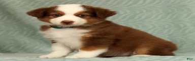 Cooper