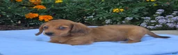 Miniature Dachshund dogs for sale: Luna - Ad 5