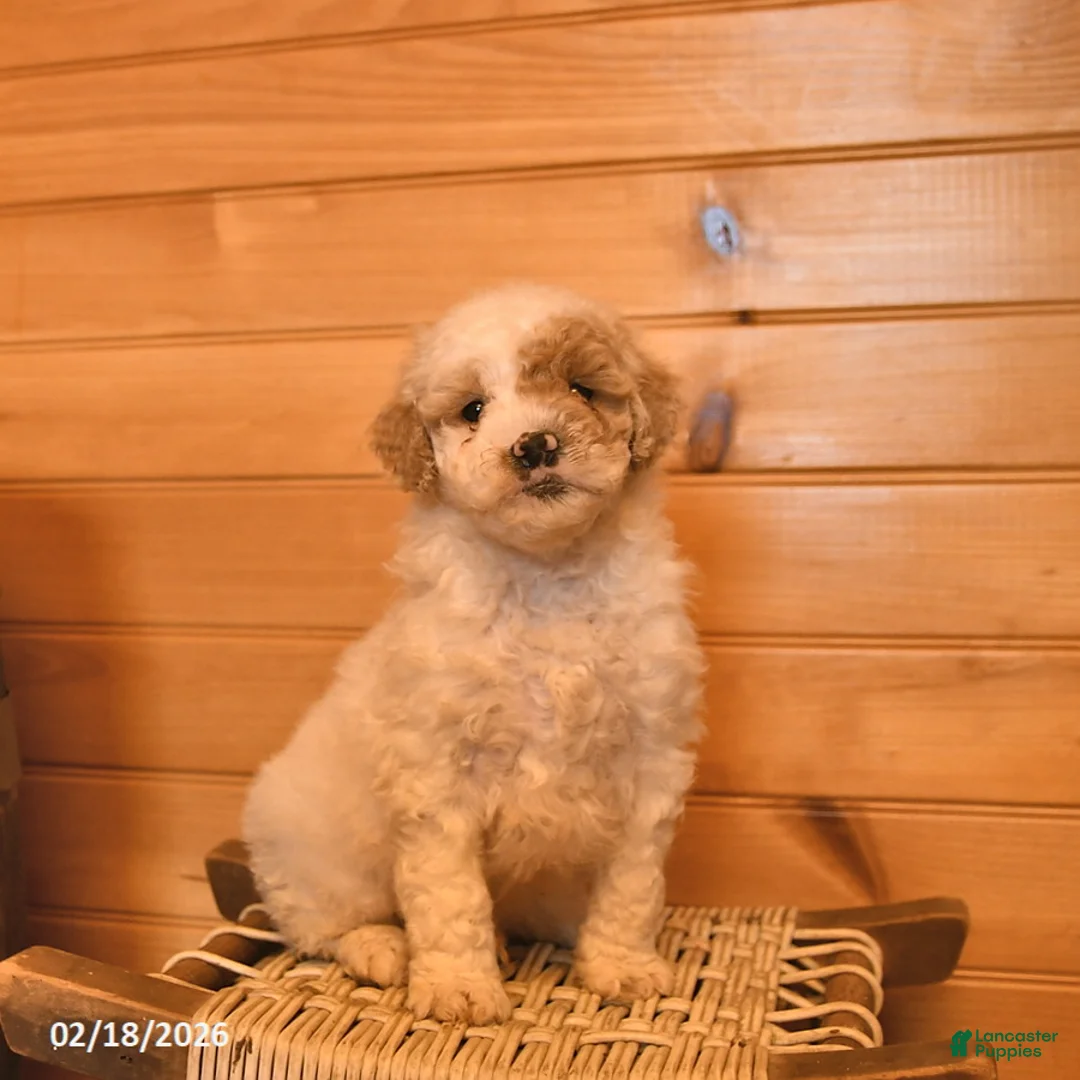 Mini Goldendoodle dogs for sale: Maverick - Ad 3