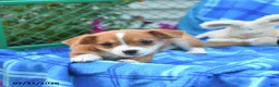Mixed Breed dogs for sale: Texas - Ad 4