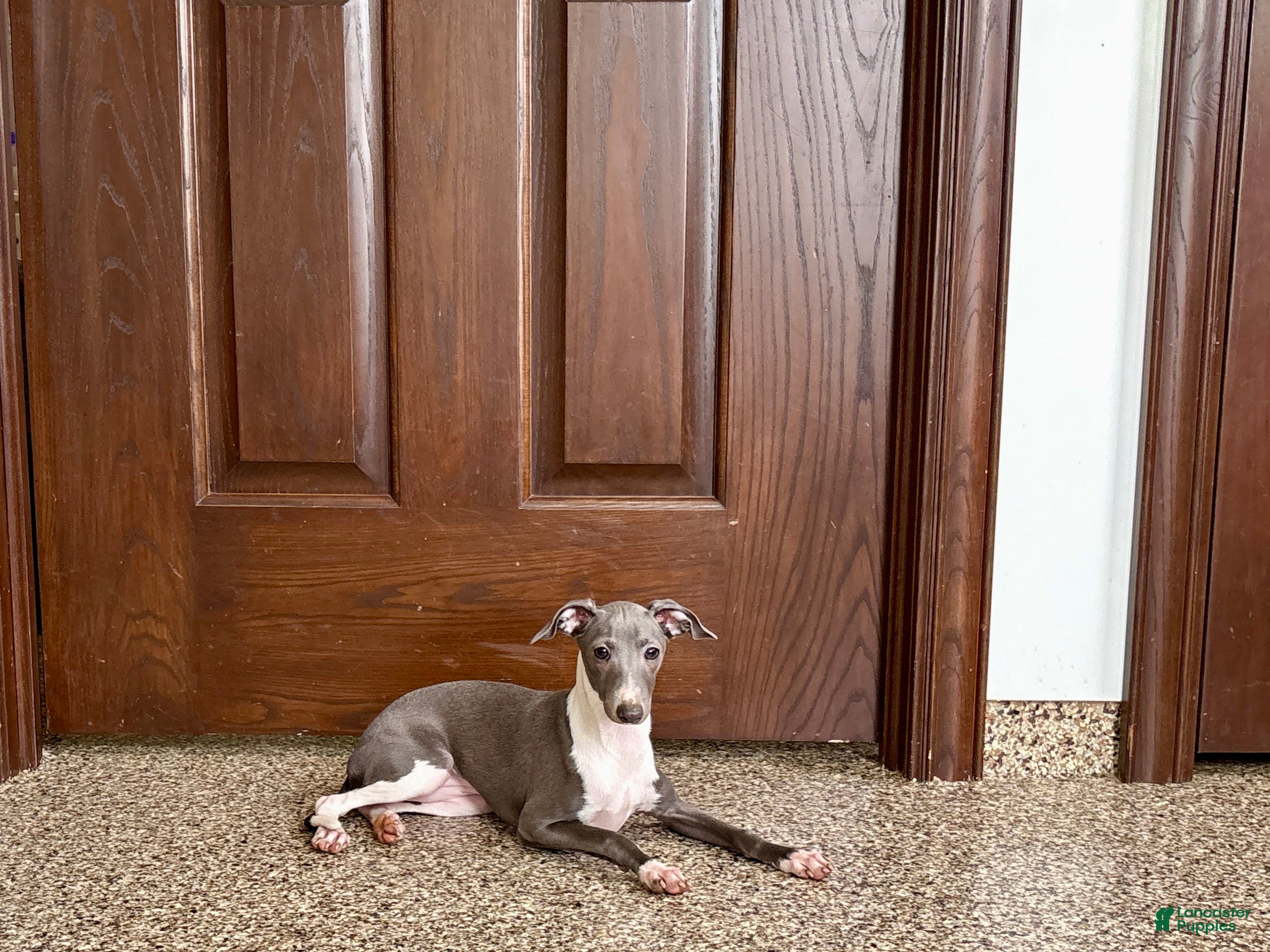 Italian Greyhound dogs Gina  - Ad 2