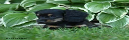 Miniature Dachshund dogs for sale: Winter - Ad 5