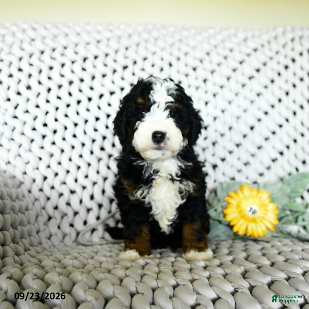 Mini Bernedoodle dogs for sale: Charlotte  - Ad 2