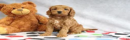 Mini Goldendoodle dogs for sale: Athena - Ad 1