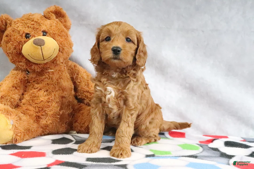 Mini Goldendoodle dogs for sale: Athena - Ad 1