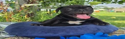 Olde English Bulldogge dogs for sale: Woody - Ad 4