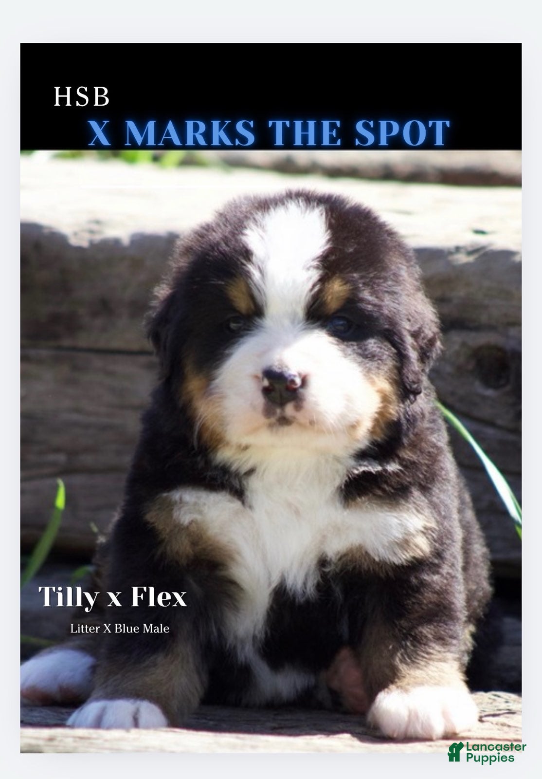 Bernese Mountain Dog dogs Bernese Mountain Dog Male 5 - Ad 34