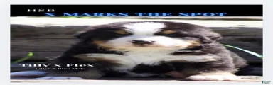 Bernese Mountain Dog Male 5