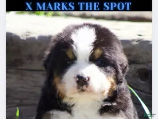 Bernese Mountain Dog dogs Bernese Mountain Dog Male 5 - Ad 34