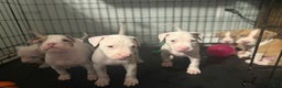 American Bully dogs for sale: Teddy - Ad 7