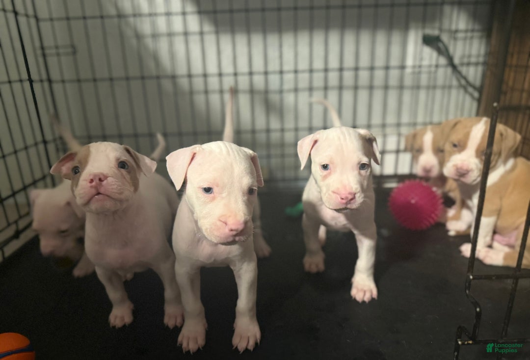 American Bully dogs for sale: Teddy - Ad 7