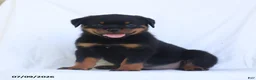 Rottweiler dogs for sale: Kelly - Ad 3