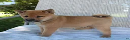 Shiba Inu dogs for sale: Lucky - Ad 9