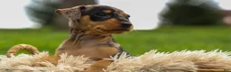 Miniature Pinscher dogs for sale: ACE - Ad 8