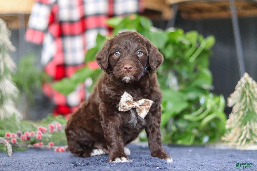 Portuguese Water Dog dogs for sale: Sonny - Ad 4