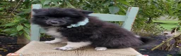 Pomeranian dogs for sale: Nicole - Ad 3
