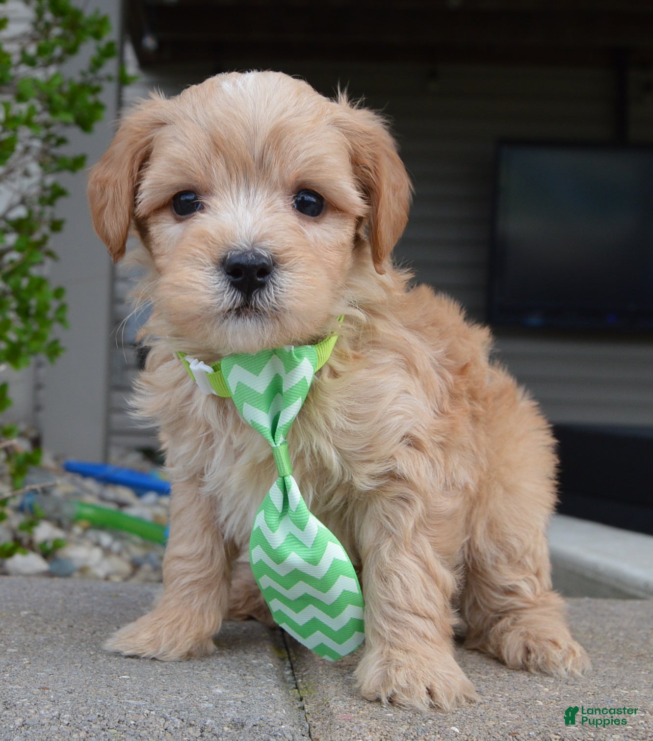 Mini Goldendoodle dogs Mini George - Ad 2