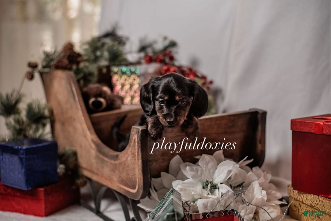 Miniature Dachshund dogs for sale: Red Collar Black & Tan Dachshund Puppy - Ad 14