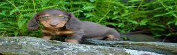 Miniature Dachshund dogs for sale: Jewel - Ad 4