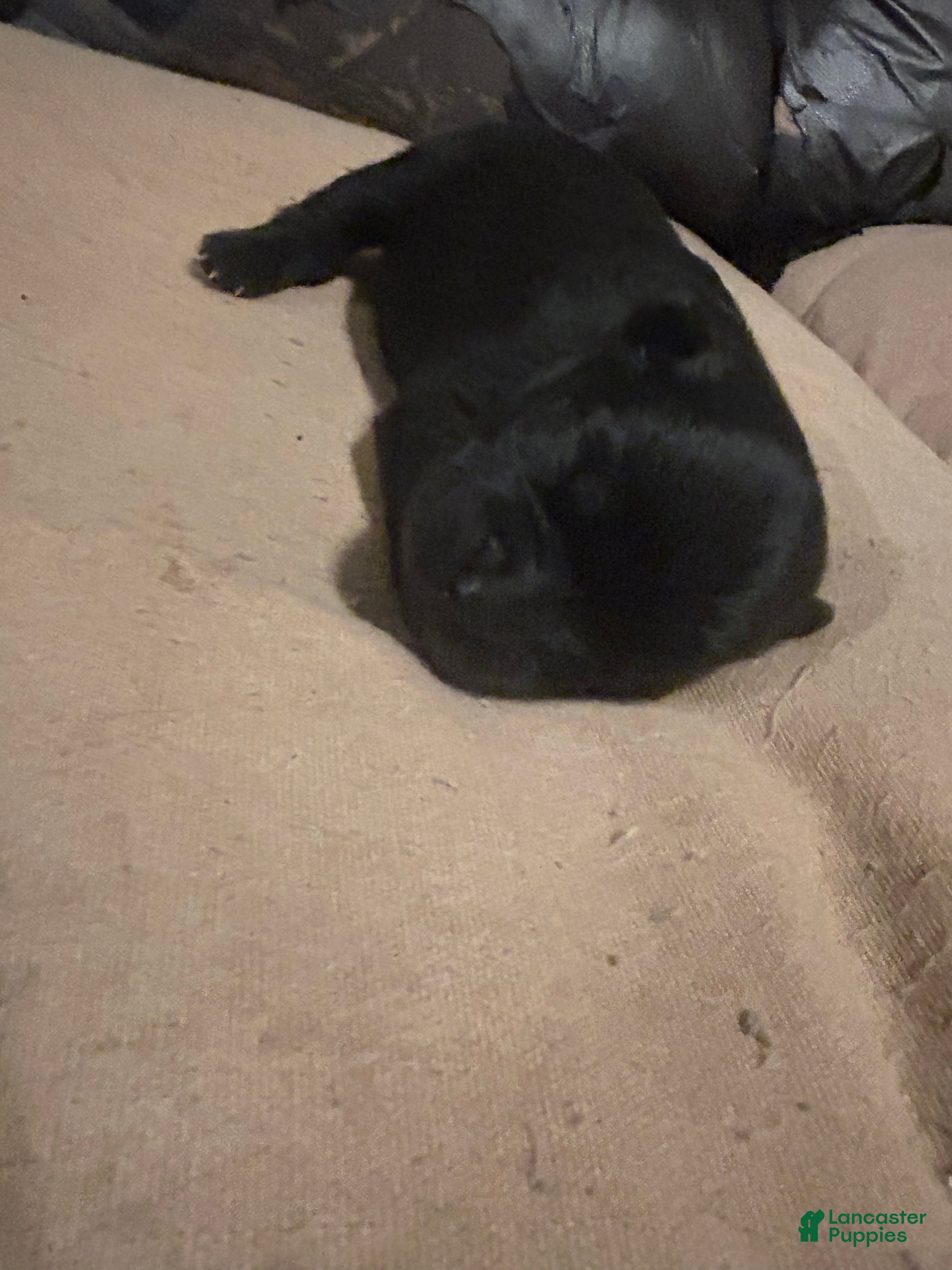 Chow Chow dogs for sale: Chow Chow Puppy 4 - Ad 1