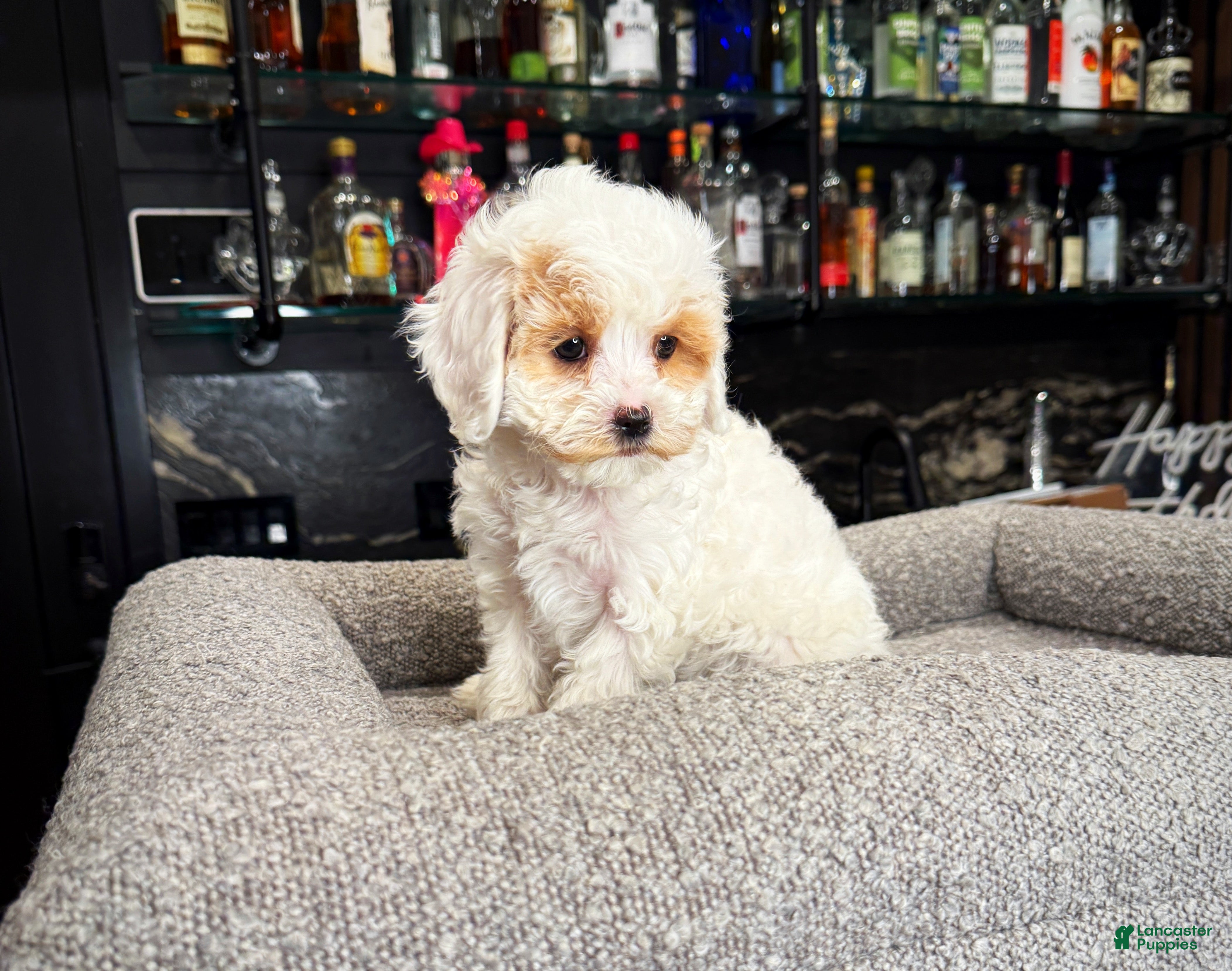 Cavapoo dogs Lilly - Ad 2