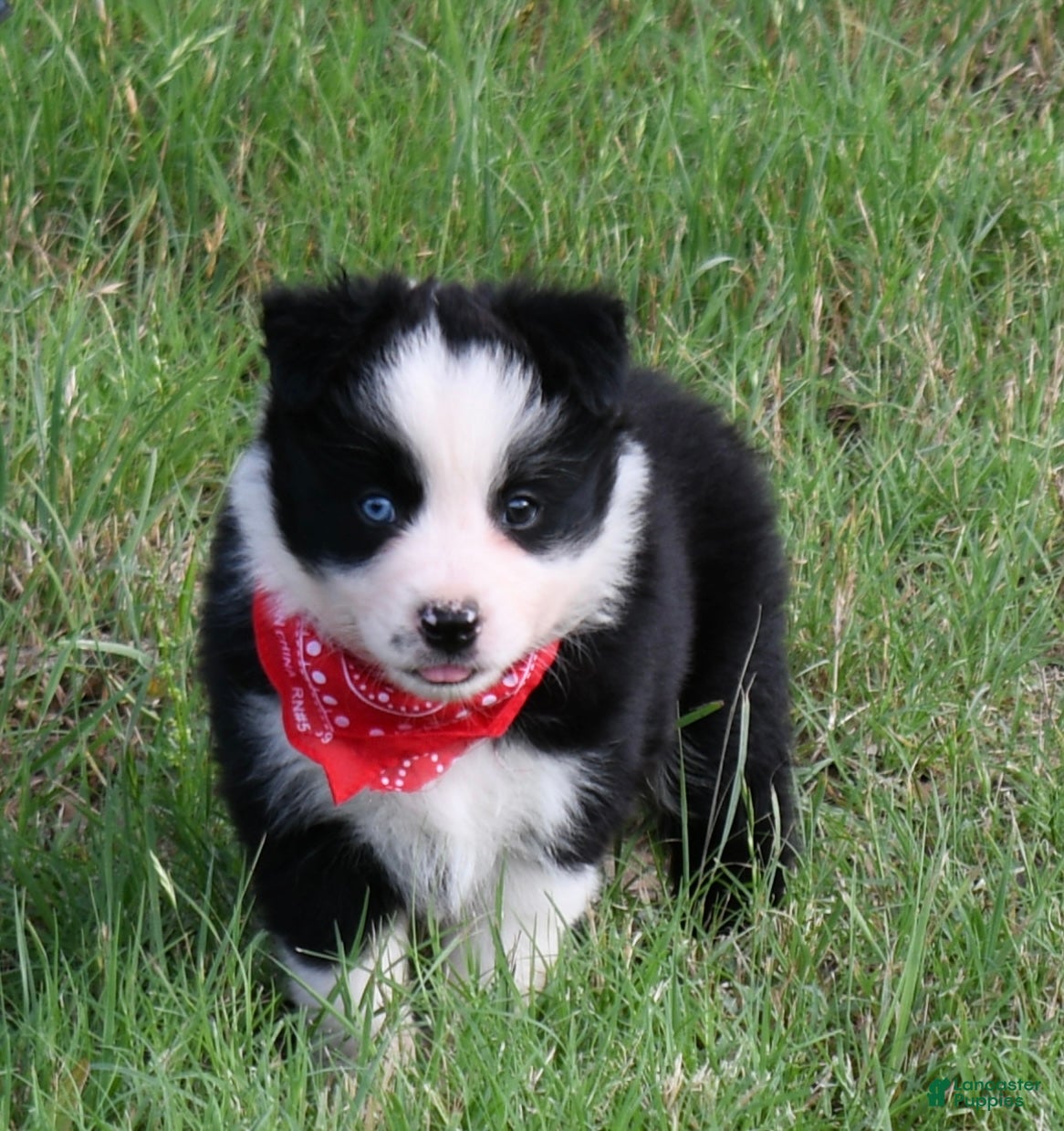 Mixed Breed dogs Border Aussie 1 - Ad 29