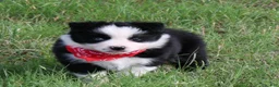 Mixed Breed dogs for sale: Border Aussie 1 - Ad 1