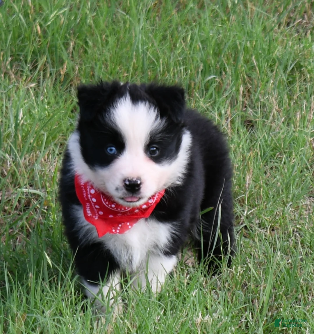 Mixed Breed dogs for sale: Border Aussie 1 - Ad 1
