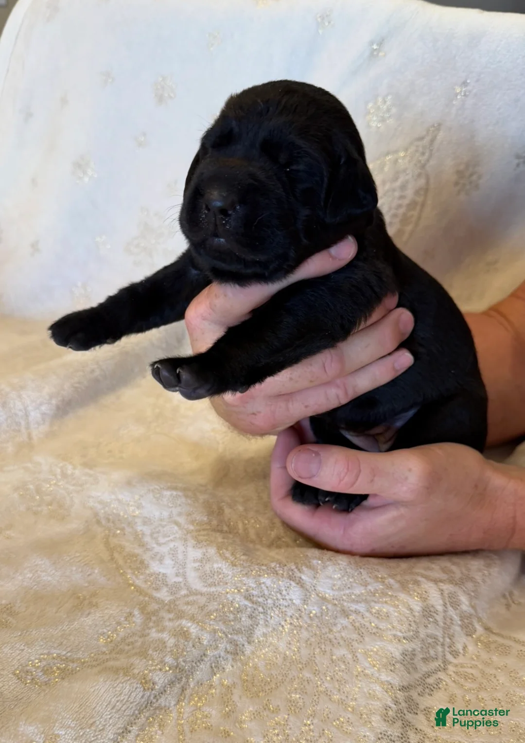 Labrador Retriever dogs for sale: Labrador Retriever 8 - Ad 1