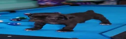 Cane Corso dogs for sale: Thor - Ad 4