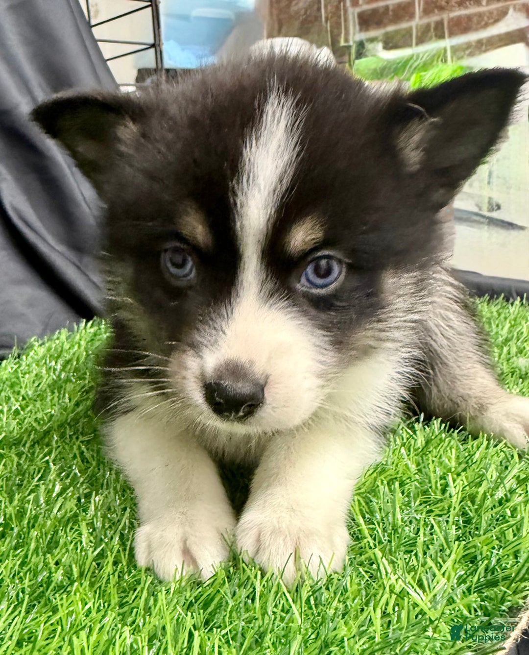 Mixed Breed dogs for sale: Nick - Ad 6