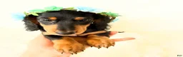Miniature Dachshund dogs for sale: AKC Badger - Ad 7