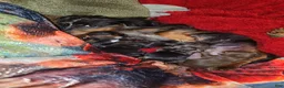 Mixed Breed dogs for sale: Lacy - Ad 7