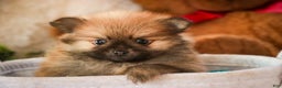 Pomeranian dogs for sale: Bennet - Ad 5
