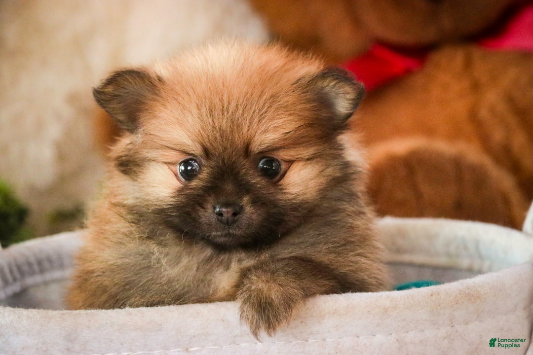 Pomeranian dogs for sale: Bennet - Ad 5