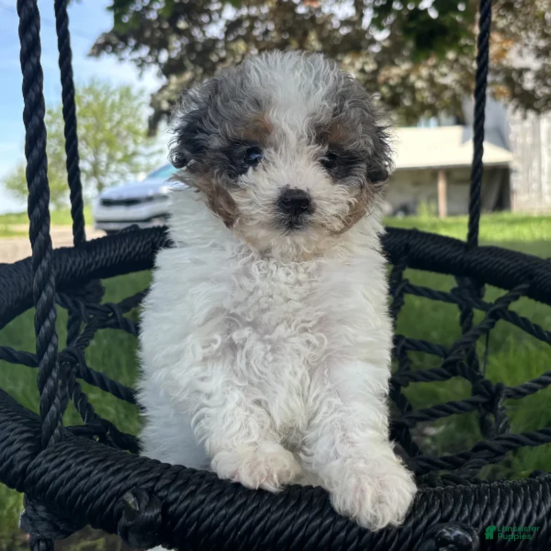 Mini Bernedoodle dogs for sale: Brie - Ad 1