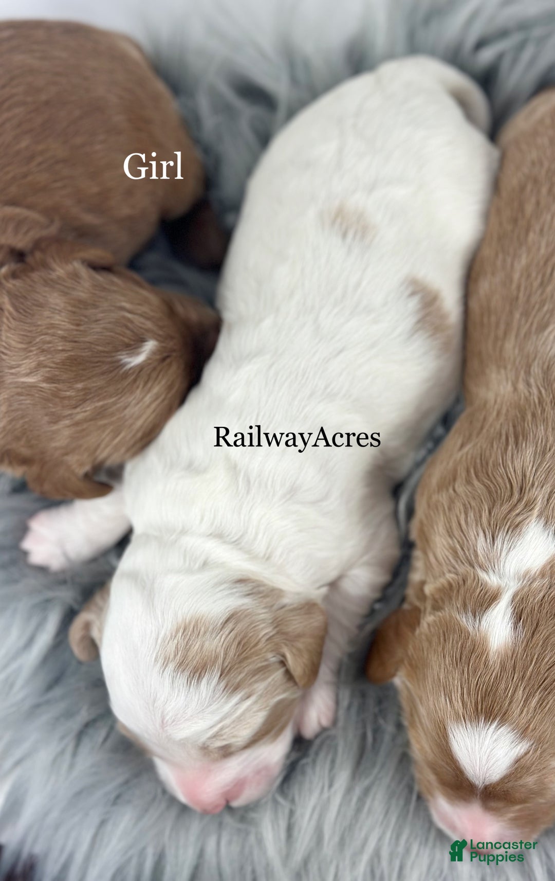 Goldendoodle dogs for sale: F1b Mini Girl 2 - Ad 2