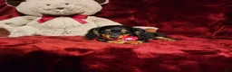 Miniature Dachshund dogs for sale: EMBERLY - Ad 6