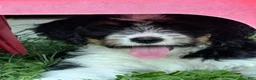 Mini Bernedoodle dogs for sale: Mini Bernedoodle Princess - Ad 2