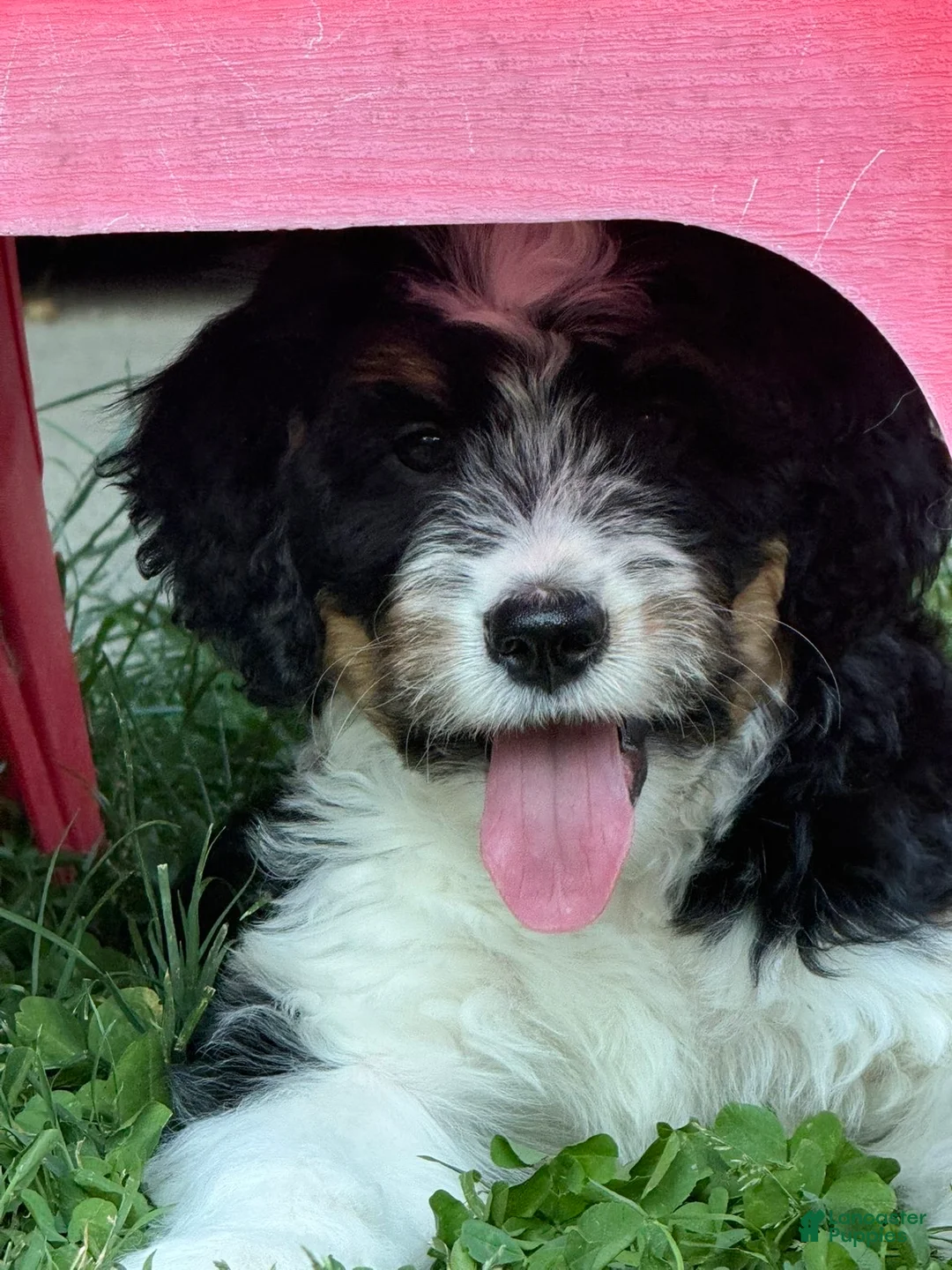 Mini Bernedoodle dogs for sale: Mini Bernedoodle Princess - Ad 2