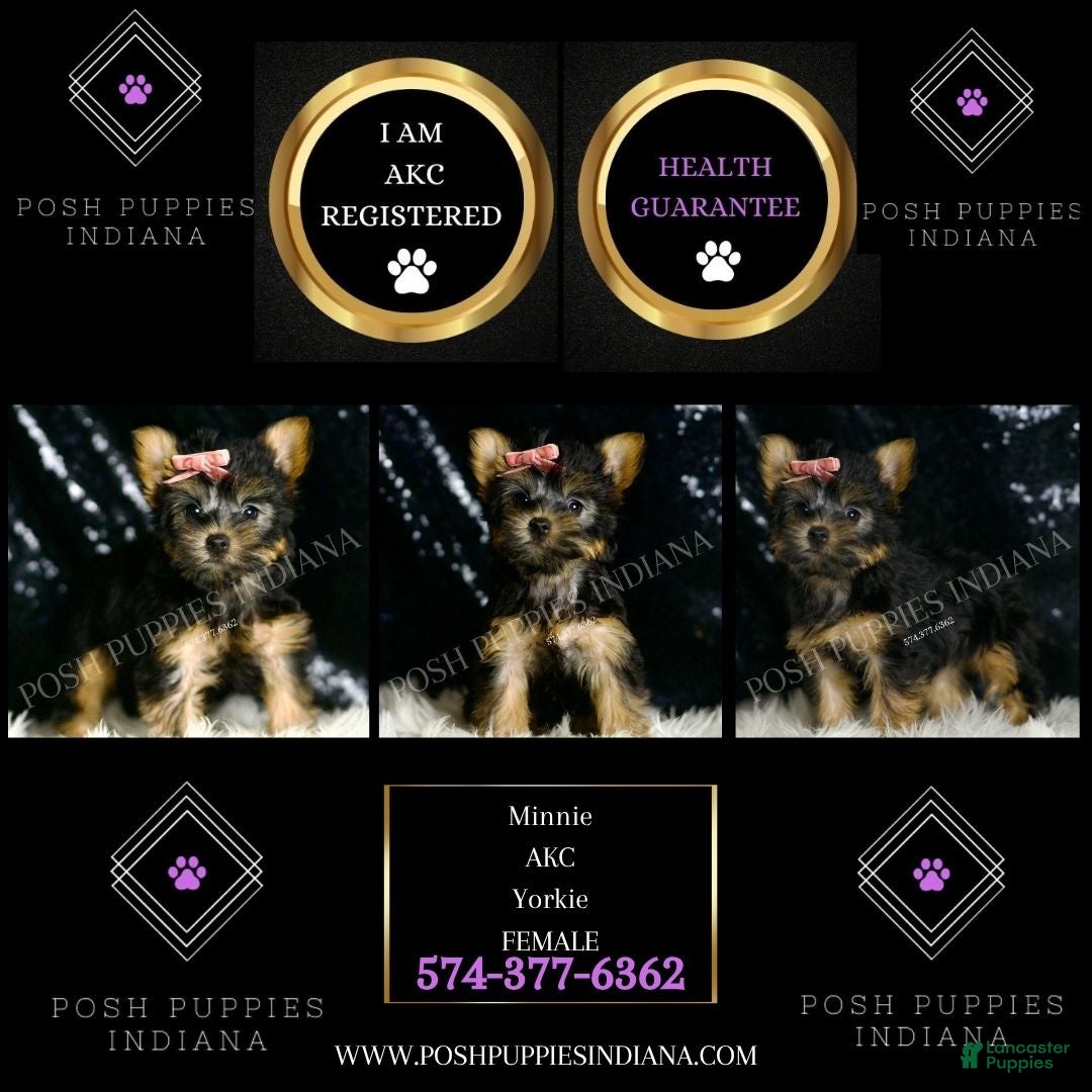 Yorkshire Terrier dogs Minnie AKC FEMALE - Ad 2