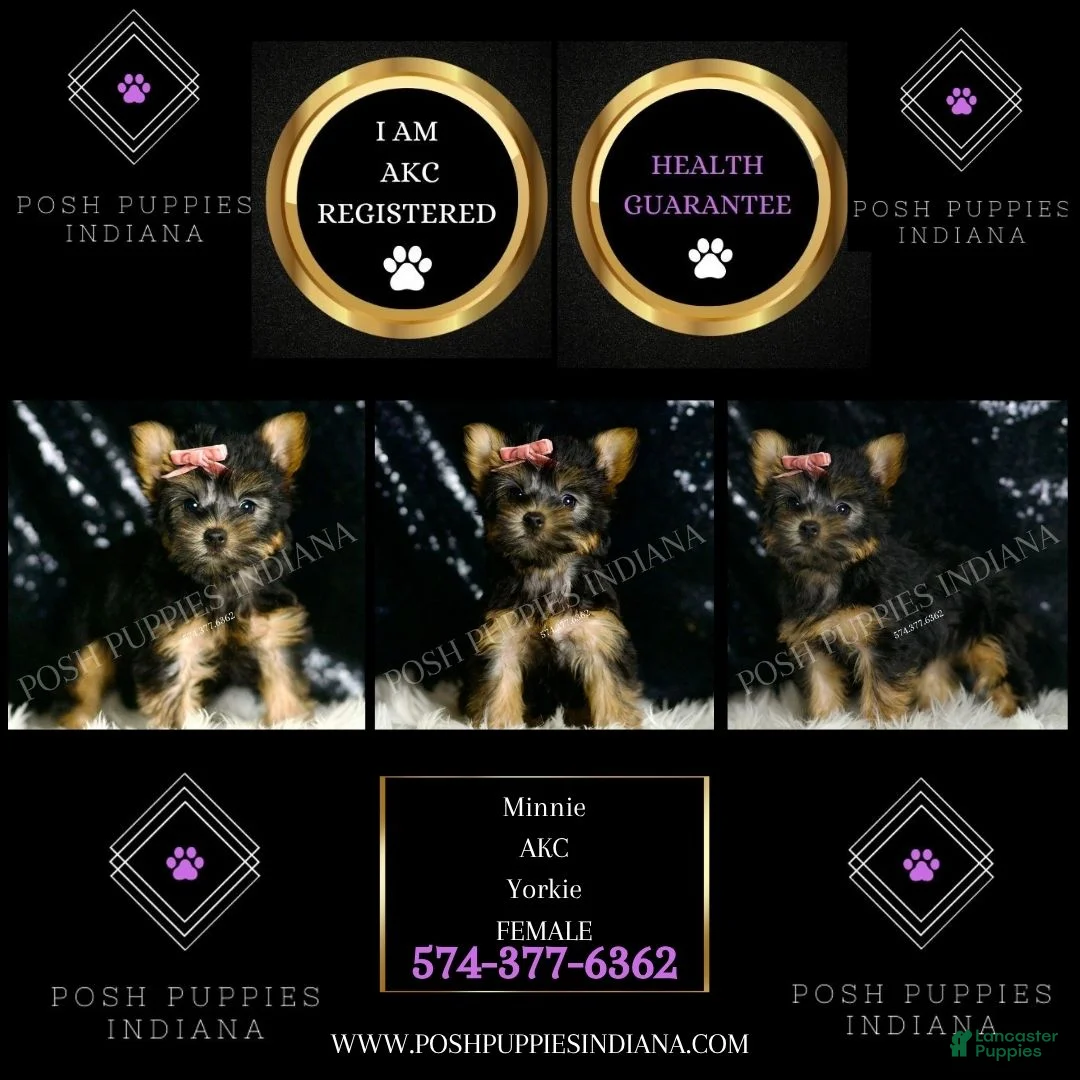 Yorkshire Terrier dogs for sale: Minnie AKC FEMALE - Ad 2